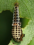 Chrysomela vigintipunctata, pupa  5441