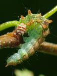 Drepana falcataria, caterpillar  5443