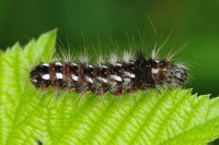 Acronicta rumicis, caterpillar  5446