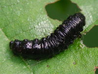Agelastica alni, larva  5450