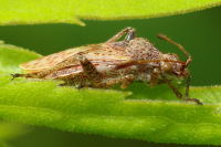 Stictopleurus punctatonervosus  5457