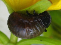 cf. Chrysolina sp., larva  5459