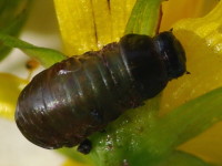 cf. Chrysolina sp., larva  5460