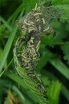Aglais urticae, caterpillars  5477