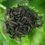 Aglais urticae, caterpillars  5478