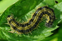 Aglais urticae, caterpillar  5479