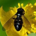 Pipiza quadrimaculata, female  547