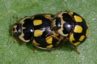 Propylea quatuordecimpunctata, Paarung  5484