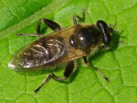 Brachypalpus sp., female  5486