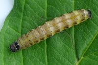 Orthosia cruda, caterpillar  5499