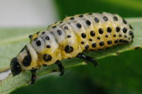 Chrysomela populi, larva (L3)  5527