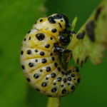 Chrysomela populi, larva (L3)  5528