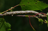 Colotois pennaria, caterpillar  5531