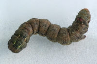 Colotois pennaria, caterpillar  5535