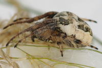 Larinioides cornutus, weiblich  5588