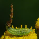 Cassida cf. stigmatica, larva  5601