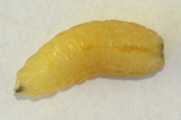 Tachinidae sp., Larve (aus Puppe von Araschnia levana geschlüpft)  5649