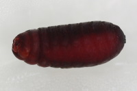 Tachinidae sp., pupa  5650