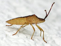 Gonocerus acuteangulatus  5653