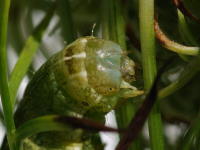 Melanchra persicariae, caterpillar  5706