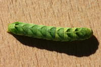 Melanchra persicariae, caterpillar  5707