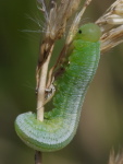 Symphyta sp., larva  5709