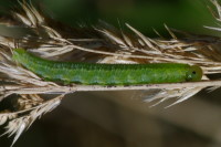 Symphyta sp., larva  5710