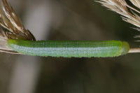 Symphyta sp., larva  5711