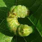 Melanchra persicariae, caterpillar  5712