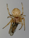 Larinioides cornutus, Weibchen mit Beute  5723