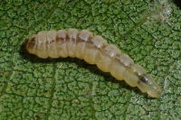 Phyllonorycter sp. (Alnus), caterpillar  5729
