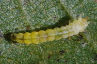 Phyllonorycter cf. issikii (Tilia), caterpillar  5731