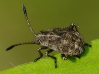 Stictopleurus cf. punctatonervosus, larva  5739