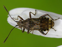 Stictopleurus sp.