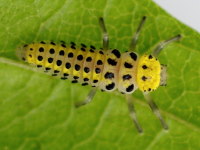Halyzia sedecimguttata, larva  5744