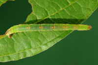 Eupithecia exiguata, Raupe  5745