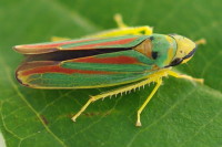 Graphocephala fennahi  5746