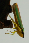 Graphocephala fennahi  5748