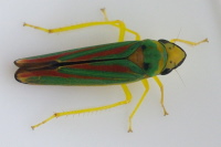 Graphocephala fennahi  5749