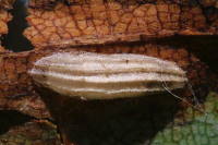 Bucculatrix cf. cidarella (Alnus)  5753