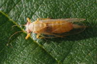 Psyllidae sp., female  5755