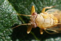 Psyllidae sp., female  5756