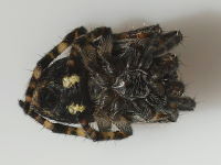 Nuctenea umbratica, weiblich  5764