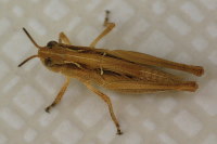 cf. Aiolopus thalassinus  5801