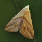 Eublemma cochylioides  5805