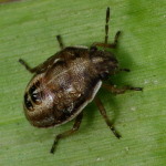 Eysarcoris ventralis, larva  5807