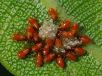 Caenocoris nerii, larvae  5810