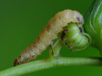 Acroclita cf. subsequana, caterpillar  5819