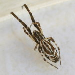 Uloborus parvulus  5824