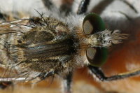 Promachus consanguineus, male  5845